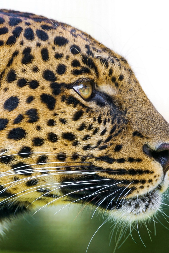 Большая пятнистая кошка леопард 