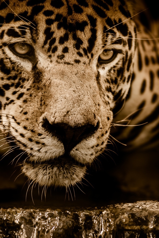 Большой эффектный ягуар