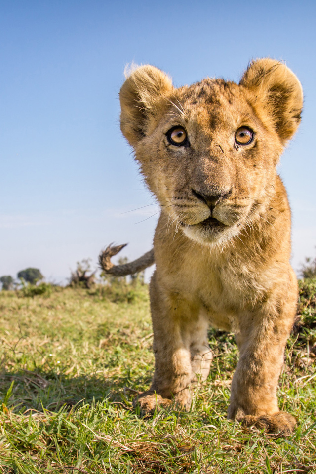 Заинтересованный взгляд маленького львенка 