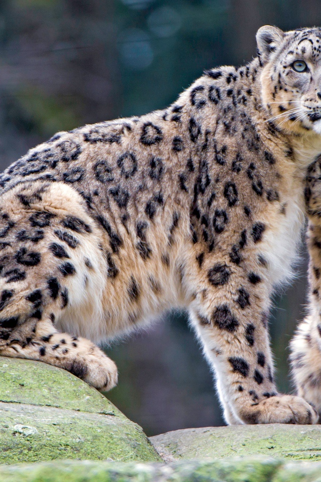 Большой снежный барс с детенышем 