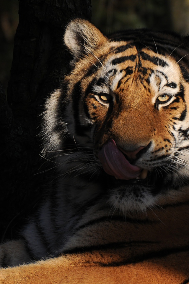 Большой полосатый тигр с высунутым языком