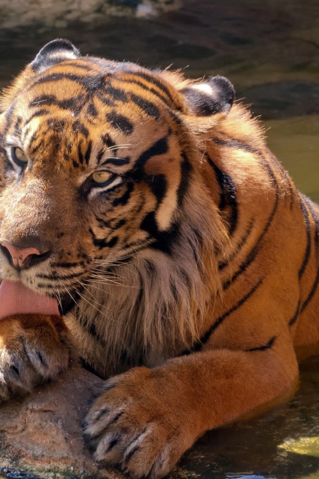 Большой тигр в воде облизывает лапу  