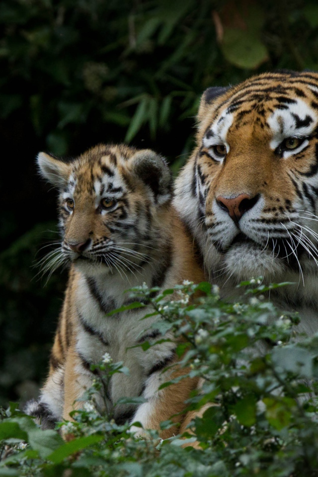 Большая тигрица с маленьким детенышем  