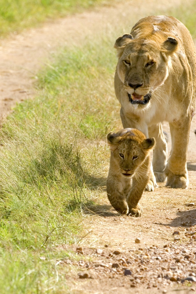Львица и пять маленьких львят 