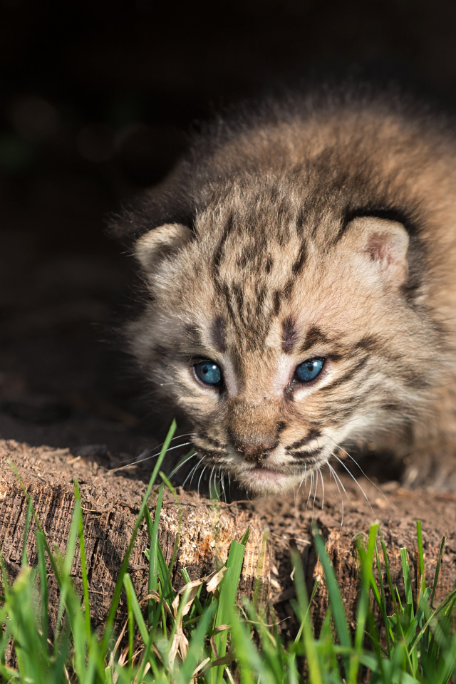 Маленький детеныш рыси крупным планом