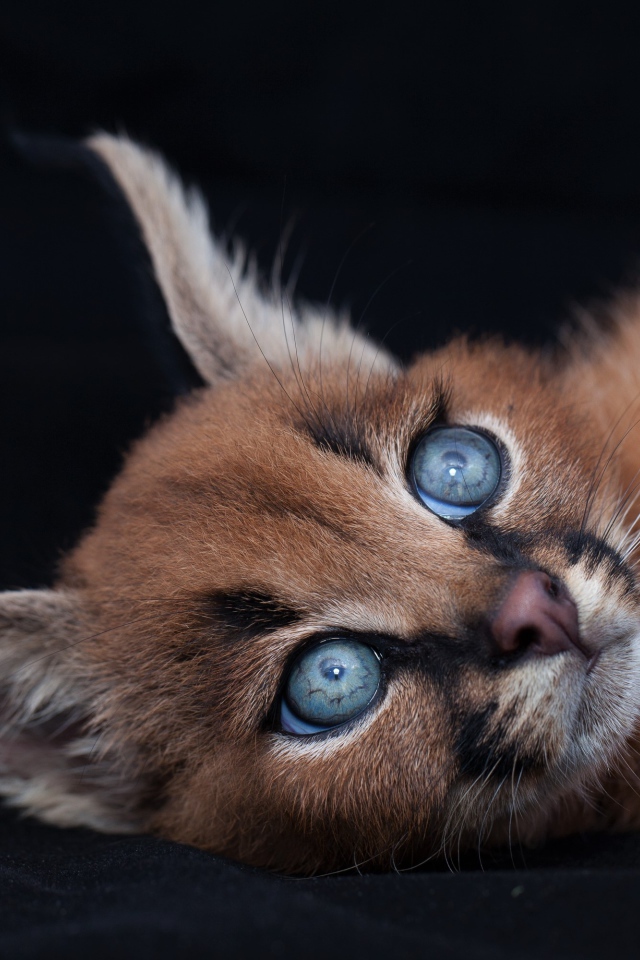 Маленький милый голубоглазый каракал