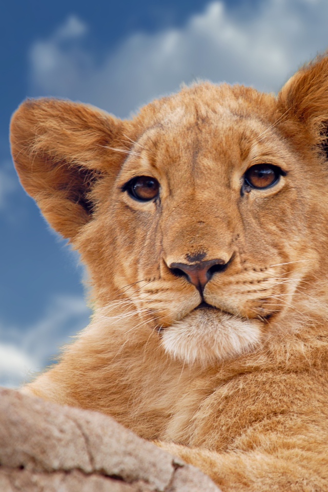 Маленький львенок лежит на фоне голубого неба