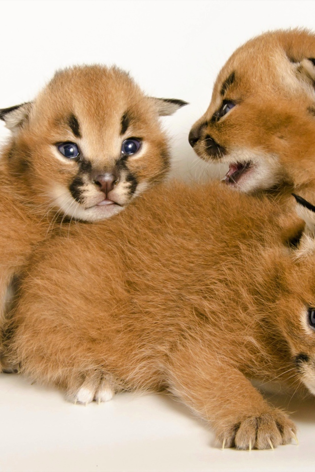 Милые маленькие детеныши каракала на белом фоне