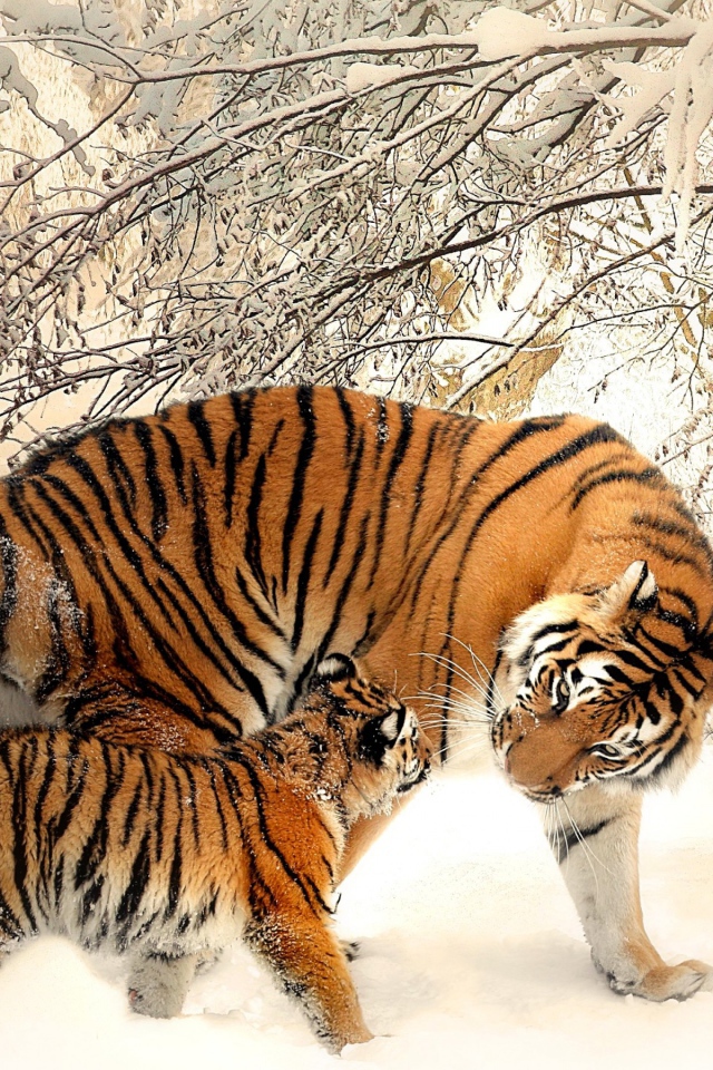 Мама тигрица с маленьким тигренком зимой 