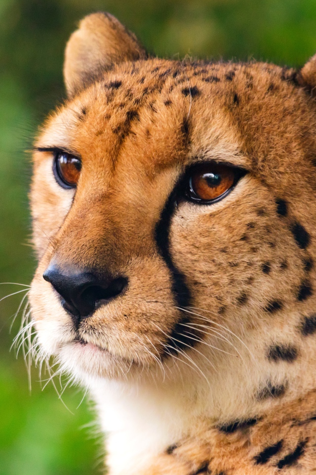 Морда хищного гепарда крупным планом