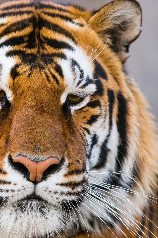 Морда грустного тигра  