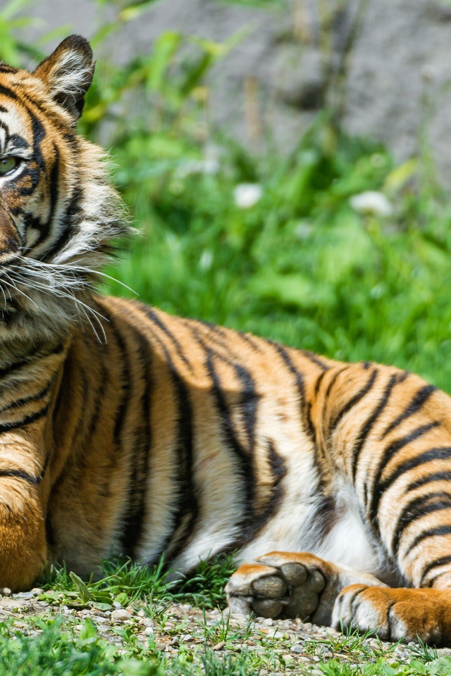 Благородный тигр лежит на зеленой траве 