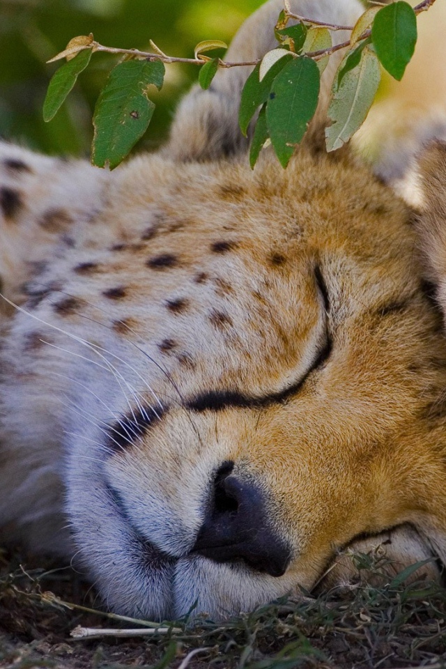 Спящий гепард с детенышем