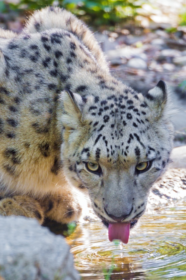 Снежный барс у водопоя