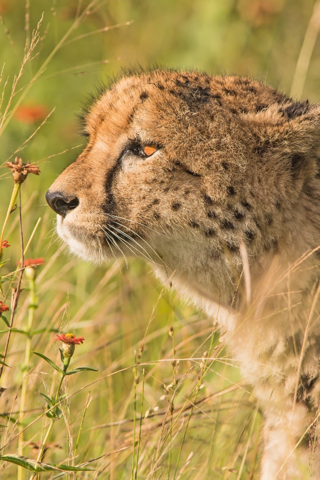 Пятнистый гепард в траве 