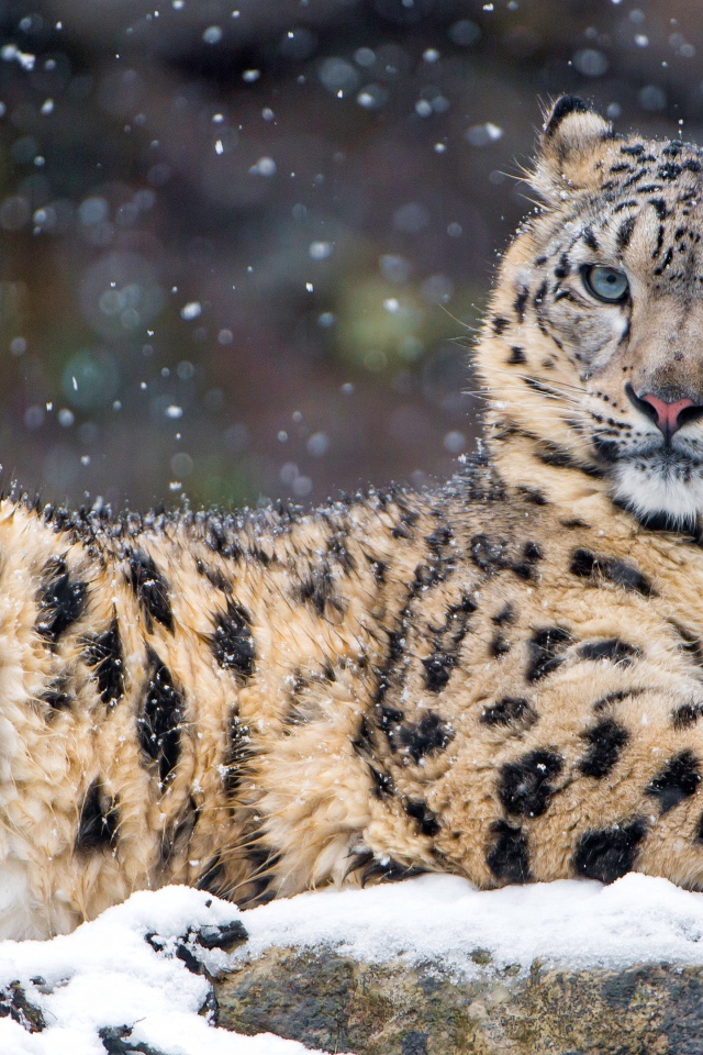 Пятнистый леопард лежит на заснеженном камне 