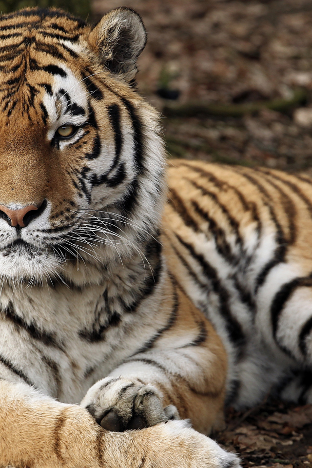 Строгий взгляд большого полосатого тигра