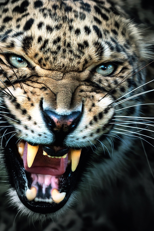 Грозный оскал красивого леопарда 