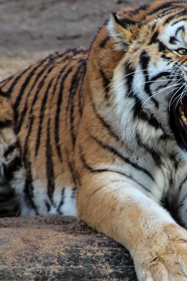 Грозный оскал красивого тигра