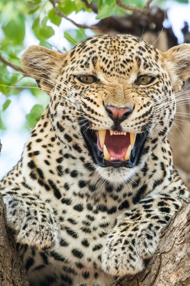 Грозный оскал пятнистого леопарда на дереве