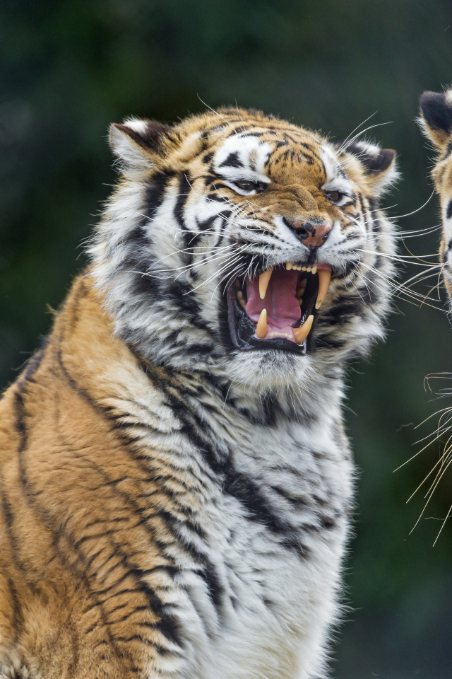 Грозный оскал тигра на соперника