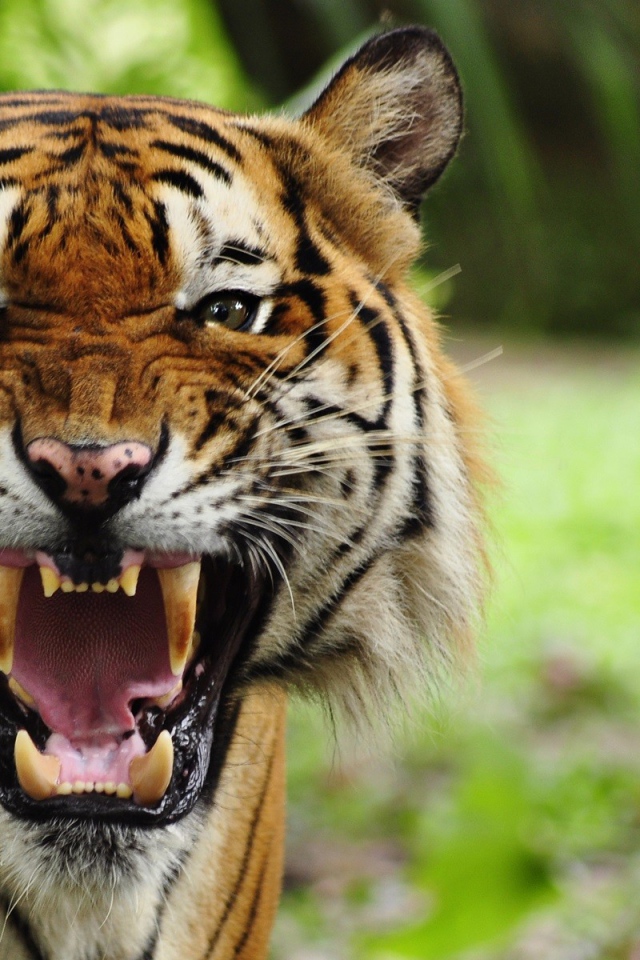 Грозный рычащий большой тигр 