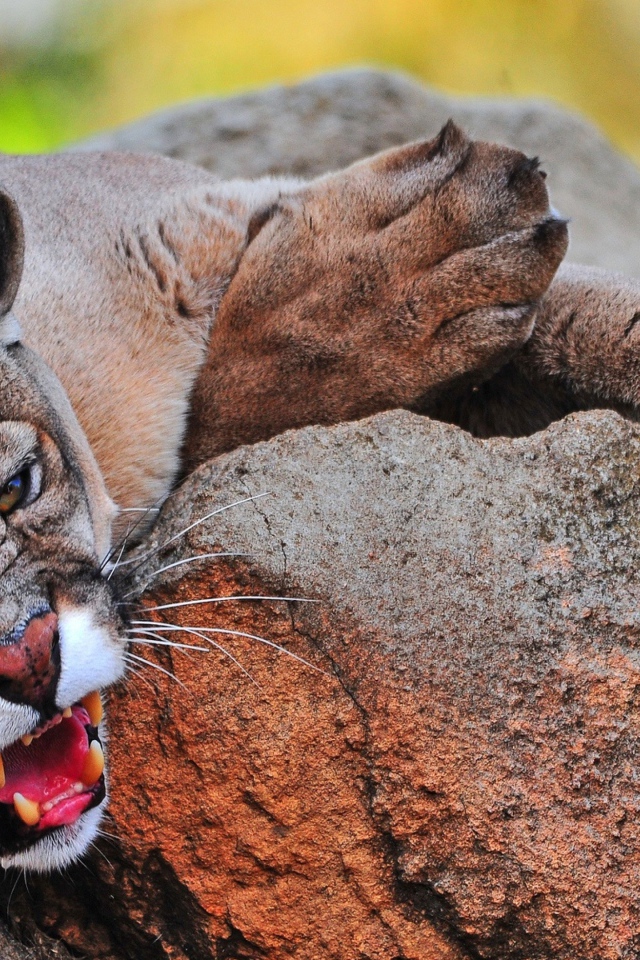 Грозная пума лежит на камне