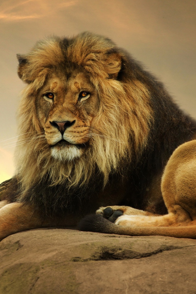Большой лев лежит на камне на закате 