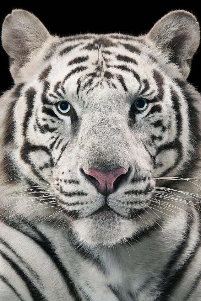 Голубоглазый бенгальский тигр на черном фоне 