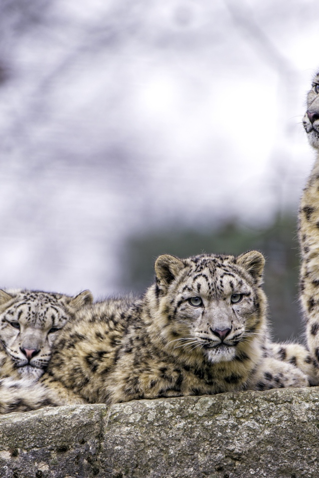 Семейство снежных барсов отдыхает на камне 