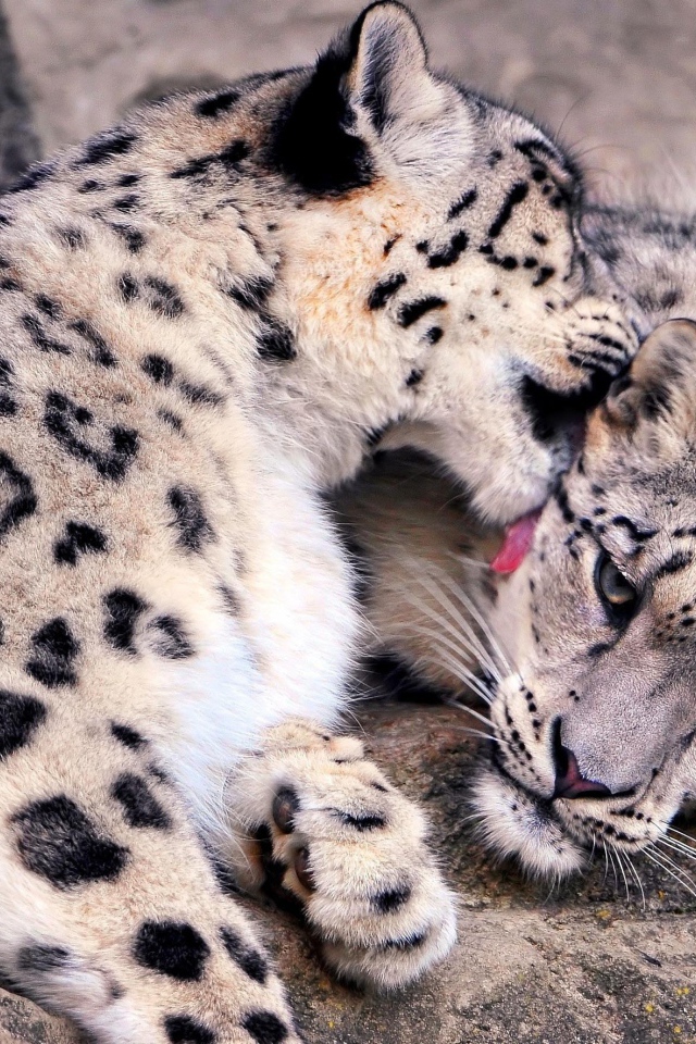 Нежная забота снежных барсов