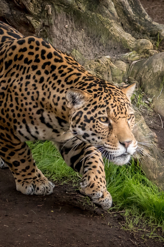 Грациозный леопард охотится за добычей