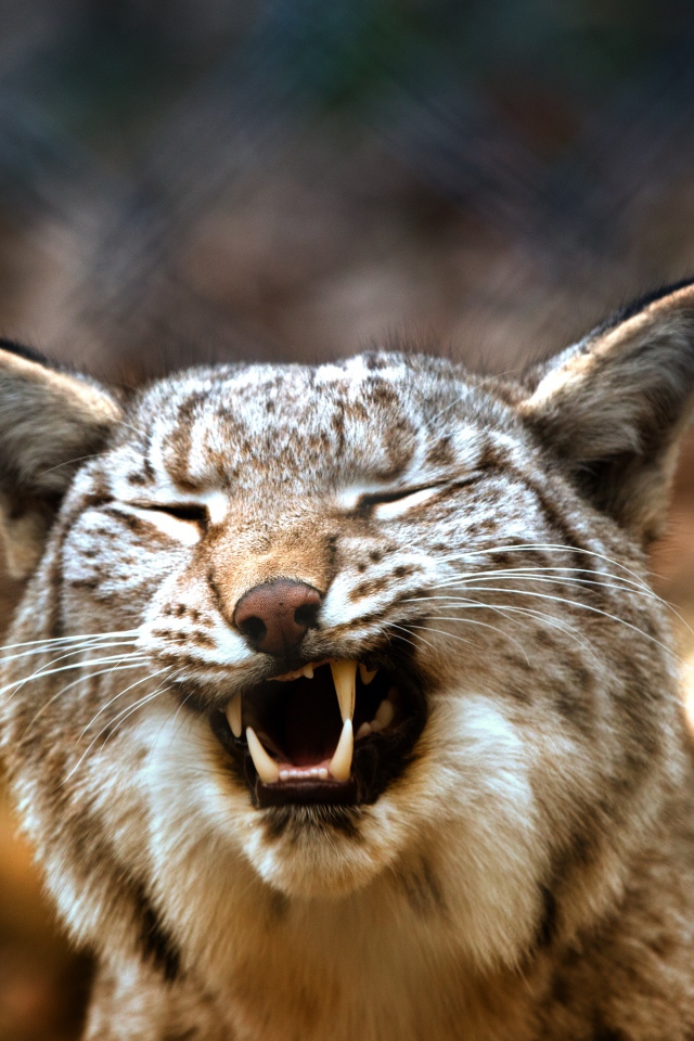 Оскал хищность рыси крупным планом