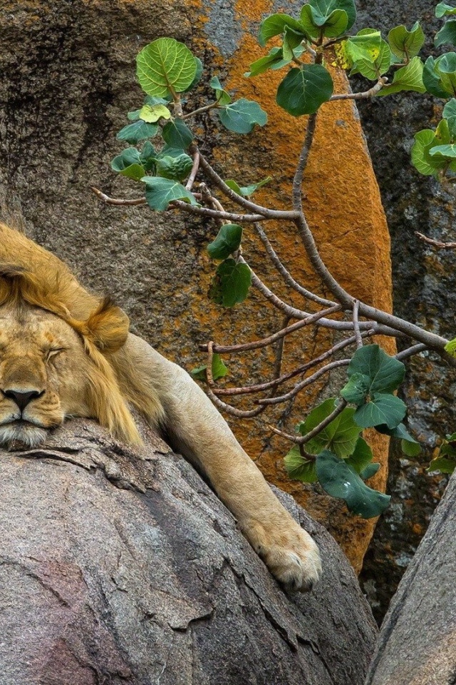 Лев спит на большом камне в зоопарке 