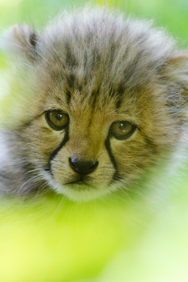 Грустная морда маленького леопарда