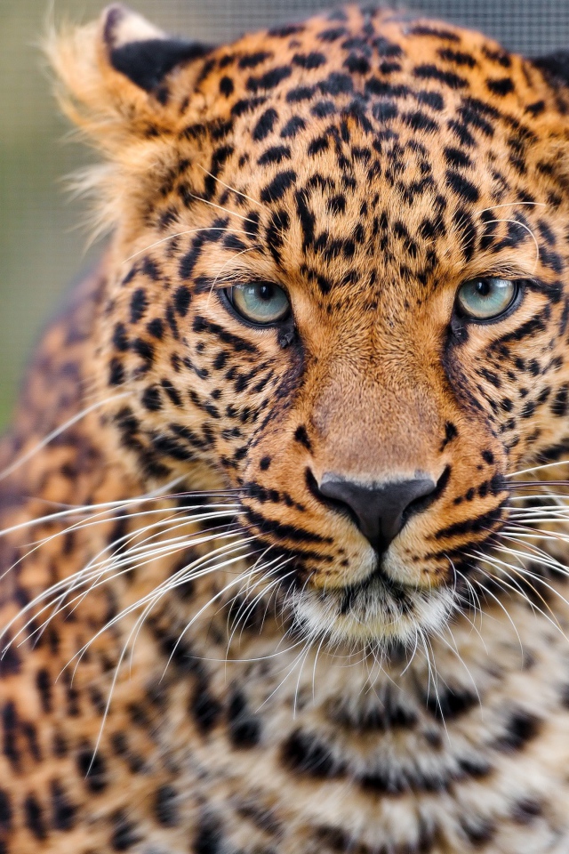 Задумчивая морда леопарда 