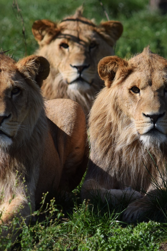 Три львицы лежат на зеленой траве