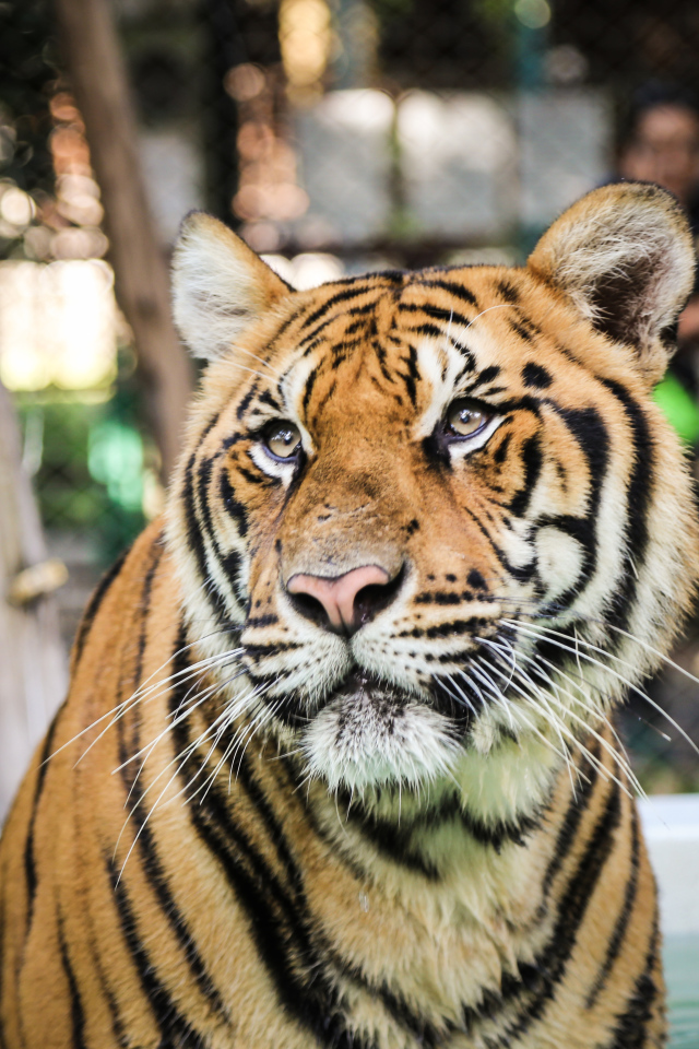 Тигр смотрит заинтересованным взглядом 