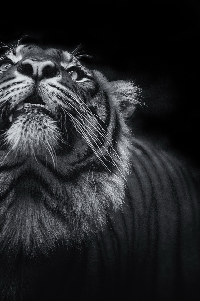 Тигр смотрит вверх  черно - белое фото