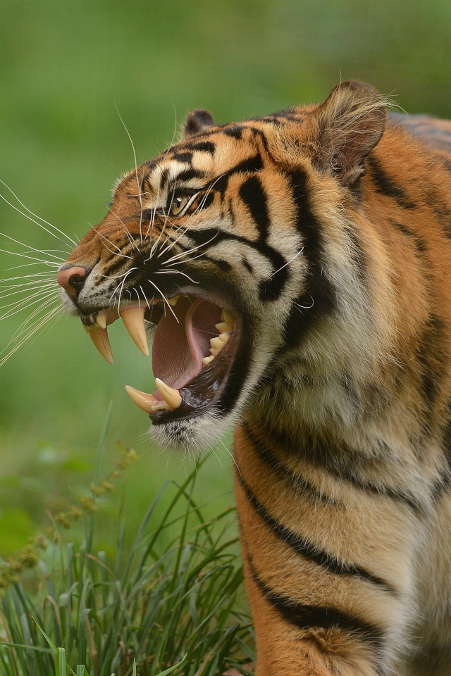 Тигр с грозным оскалом идет по зеленой траве