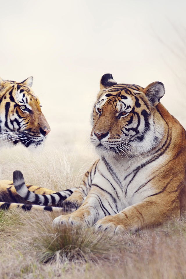 Пара тигров лежит на траве 