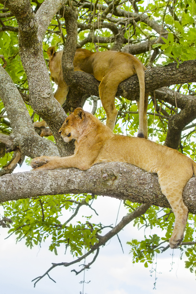 Две красивые львицы лежат на ветках дерева