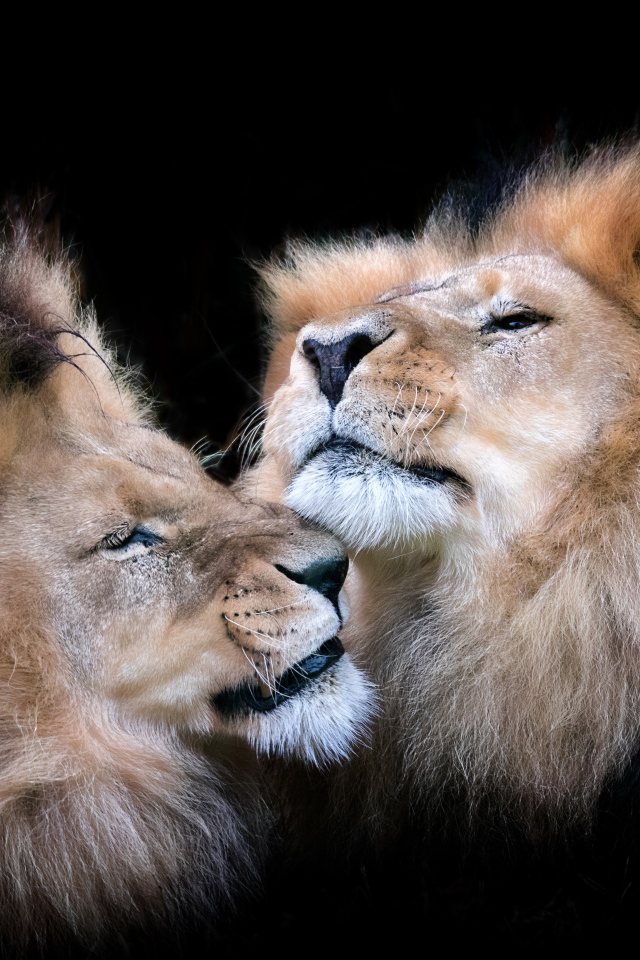 Две морды львов на черном фоне