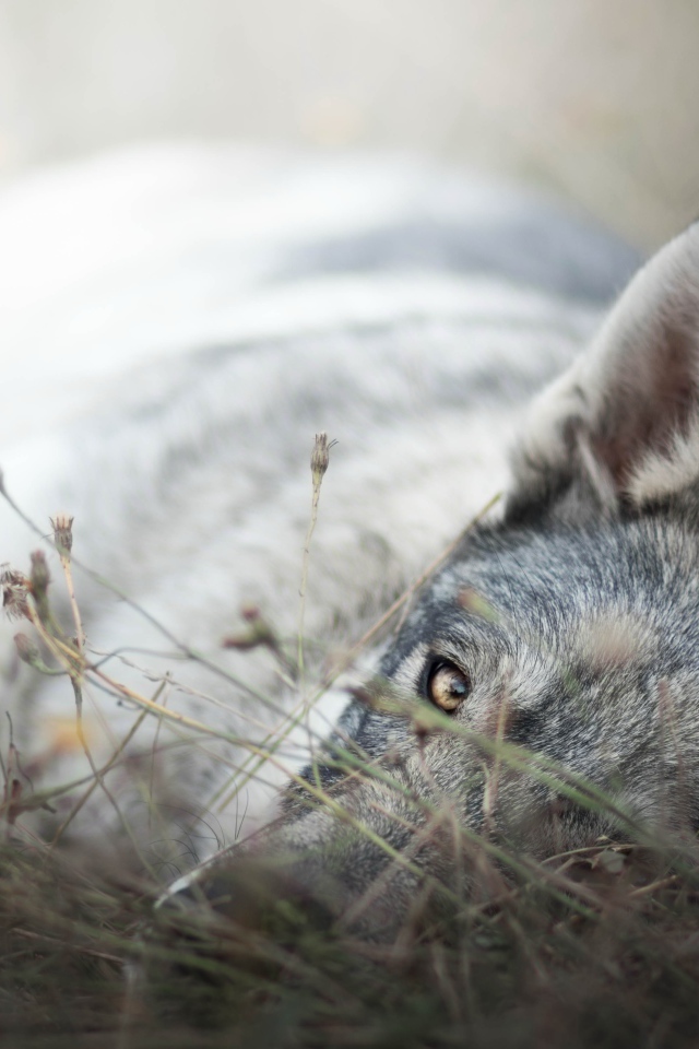 Грустный серый волк лежит на сухой траве
