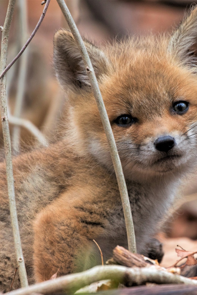 Маленький грустный лисенок сидит на сухой листве