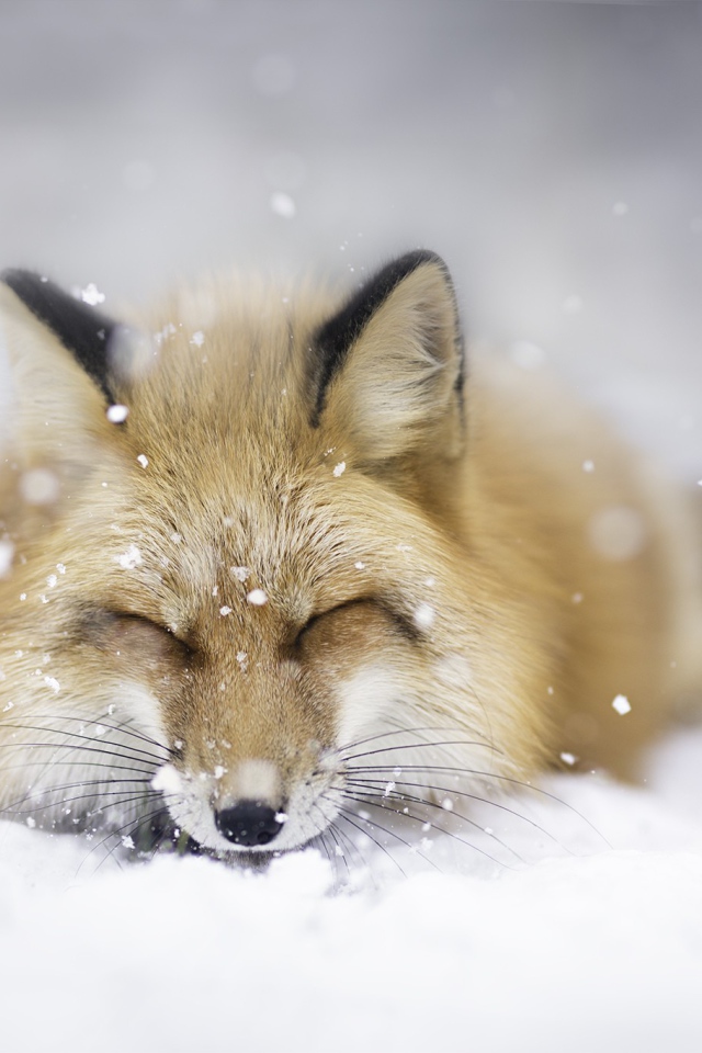 Лиса спит на белом снегу 