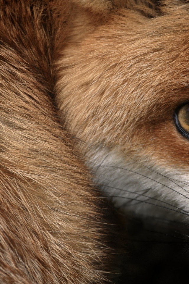 Испуганный взгляд рыжей лисы 