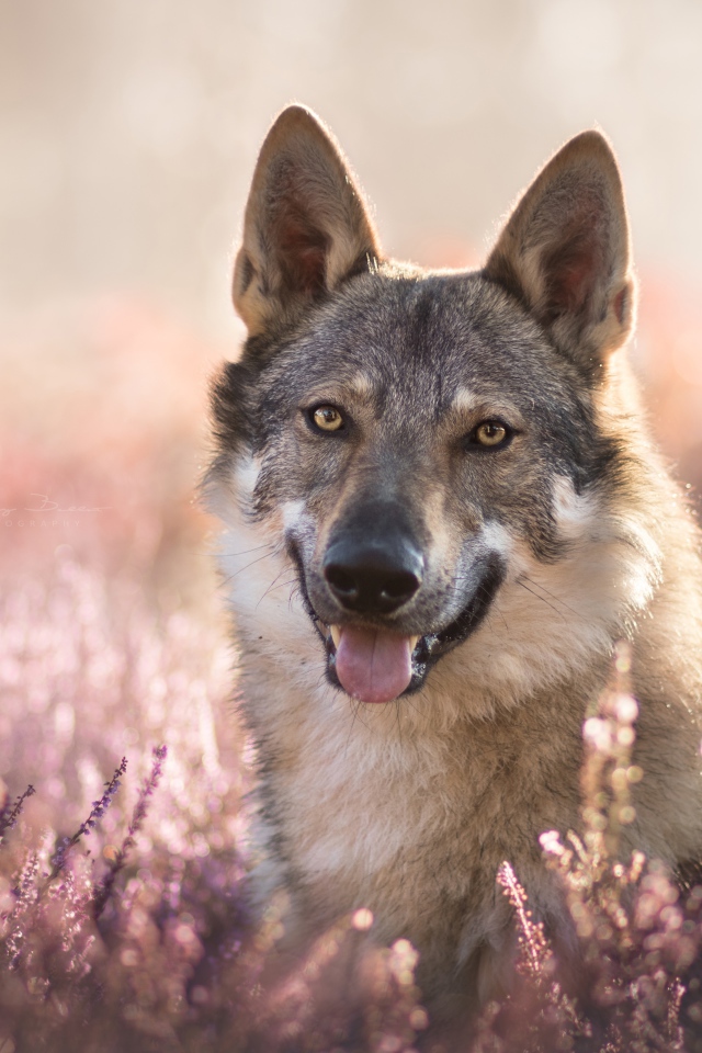 Серый волк с высунутым языком в цветах лаванды