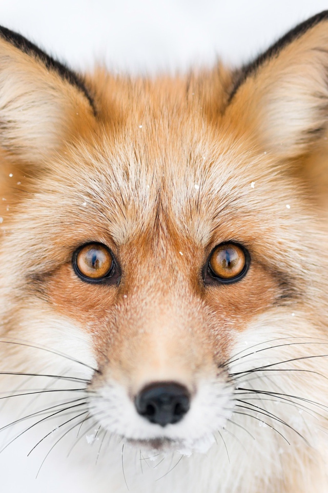 Морда рыжей лисы с большими черными усами