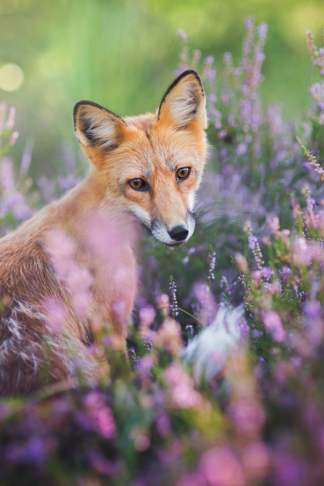 Рыжая лиса в сиреневых цветах 